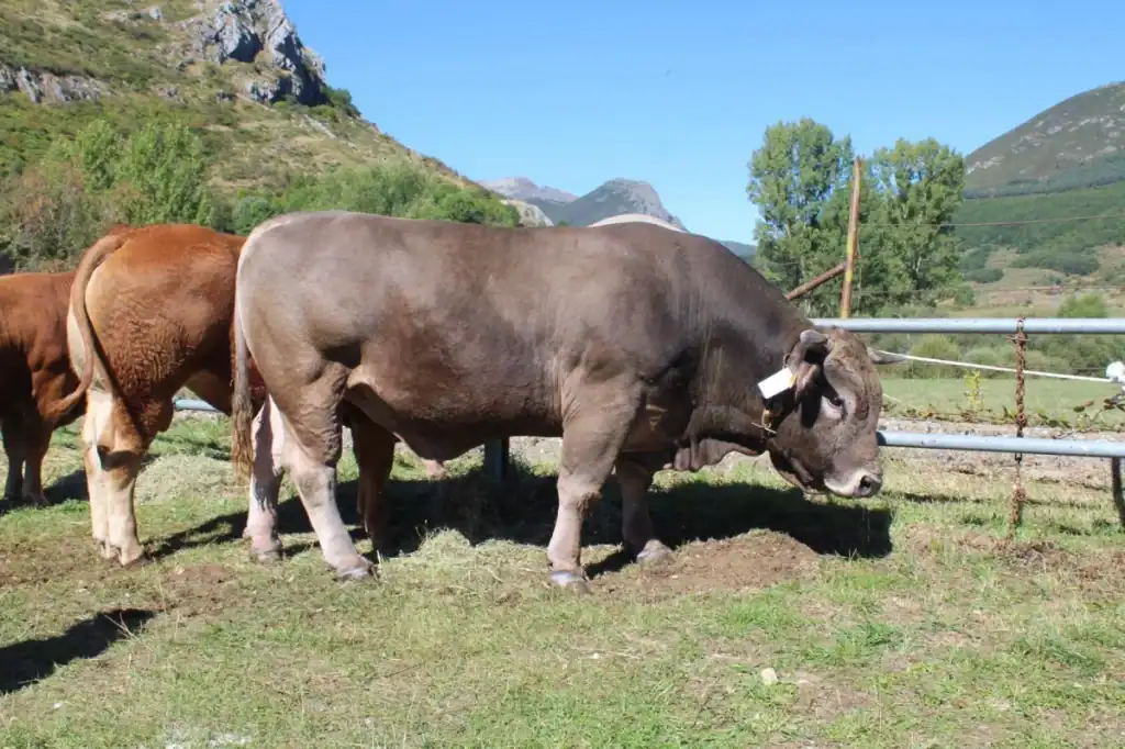 Concurso‑Exposición de Ganado de Montaña en Puebla de Lillo - ferias en león septiembre 2025