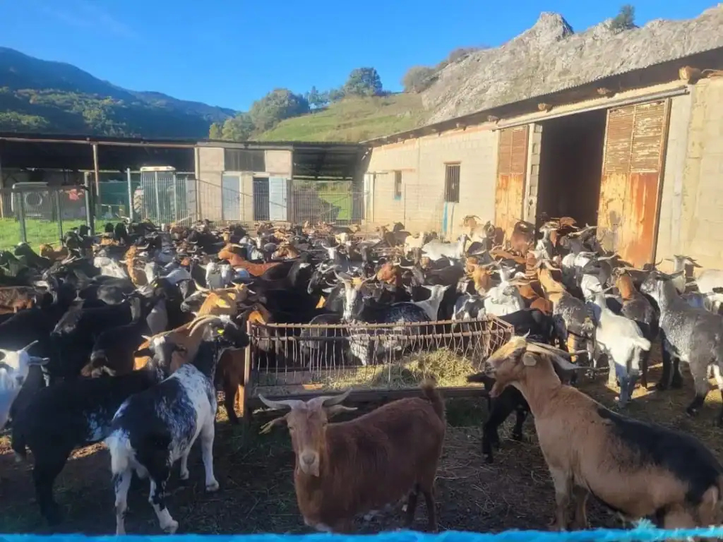 Feria de la Cecina de Chivo en Vegacervera - ferias en León noviembre 2025