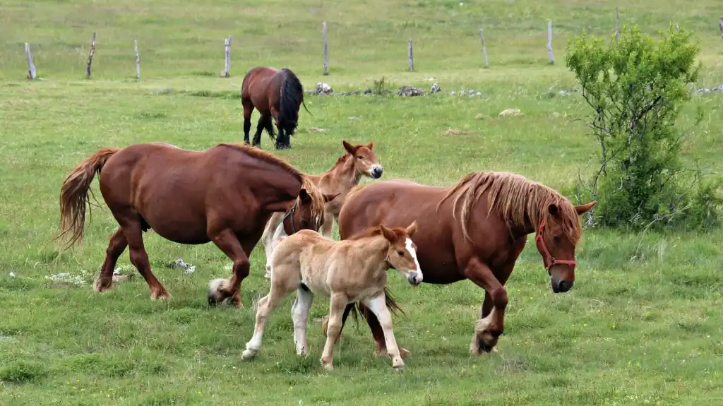 Feria de Raza Hispano Bretón en San Emiliano - ferias en León noviembre 2025